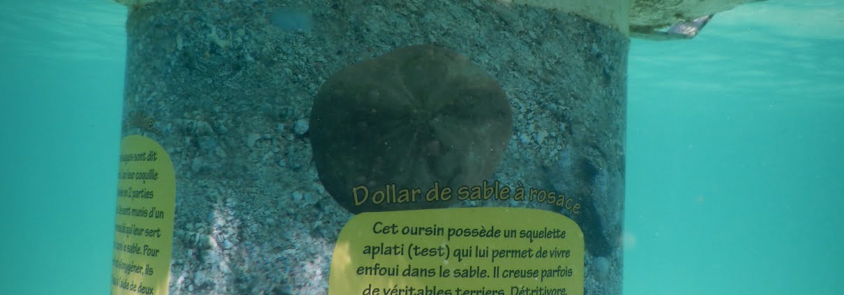 Mobilis-sentier-sous-marin